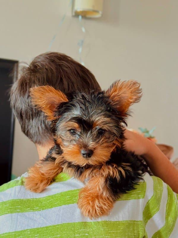 Щенок йоркширского терьера 5 месяцев 2