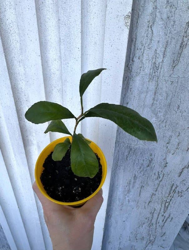 Комнатные растения традесканция зебрина, кофе арабика, цитрусы, авокадо, цикламены, азалия, хризантемы 6