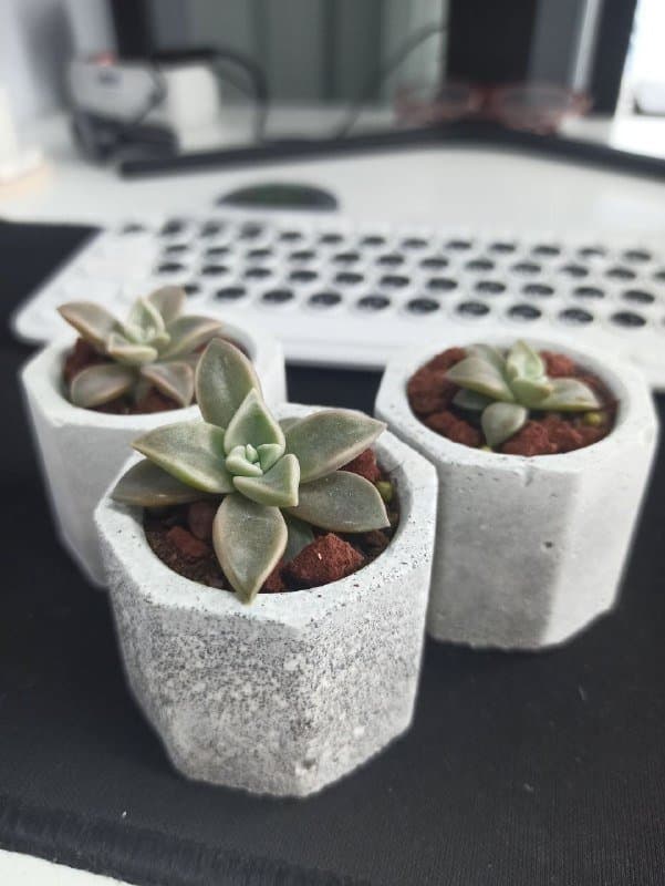 Комнатные растения суккуленты Граптопеталум в бетонных горшках