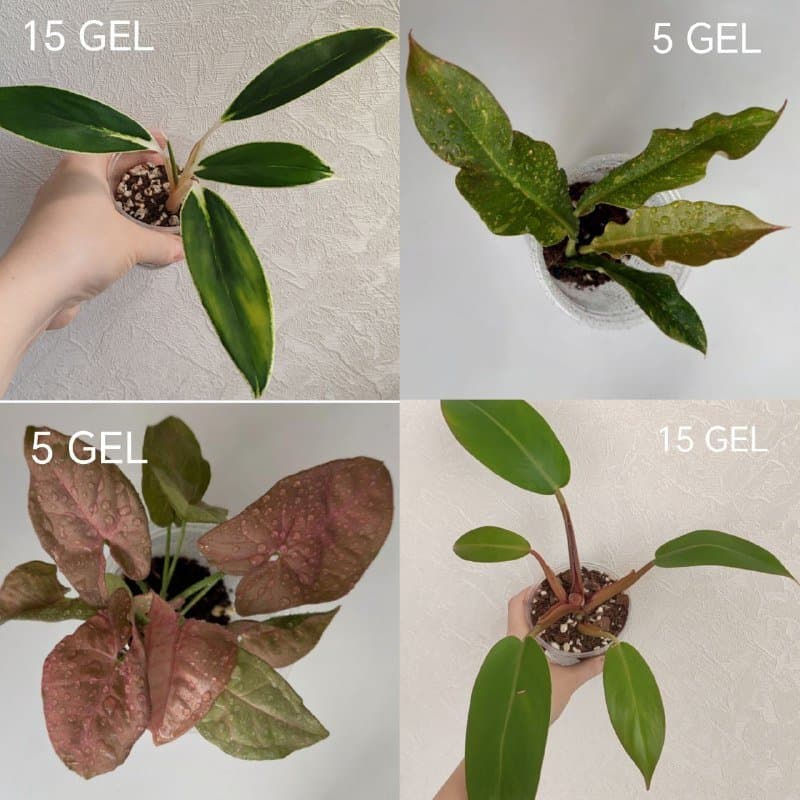 Комнатные растения от 5 до 15 GEL 2