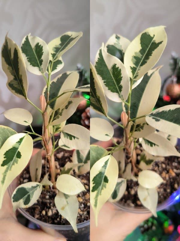 Фикус, тещин язык