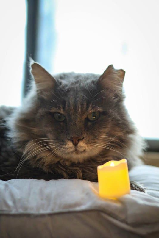 Кот Мао ищет дом