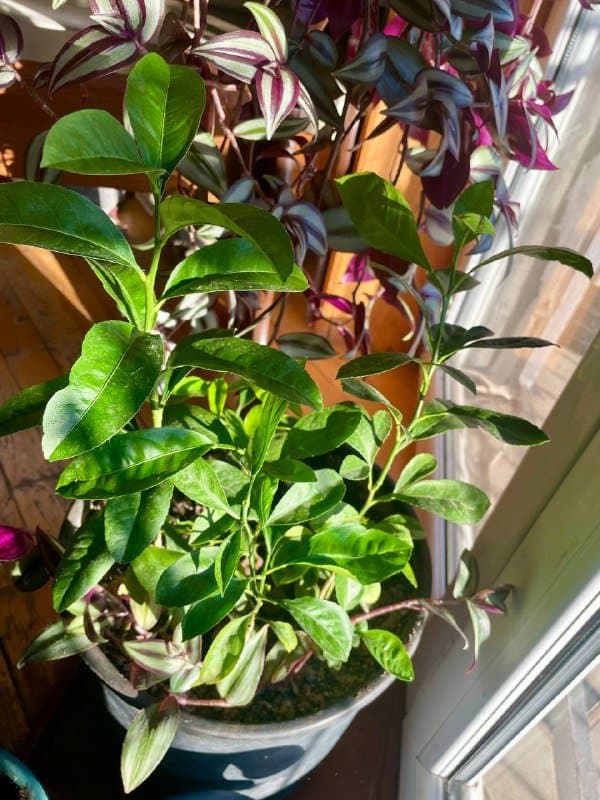 Хлорофитум мелкий, крупный, Лимонное дерево ростки 7