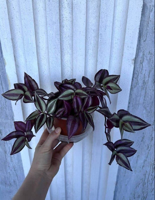 Комнатные растения традесканция зебрина, кофе арабика, цитрусы, авокадо, цикламены, азалия, хризантемы 5