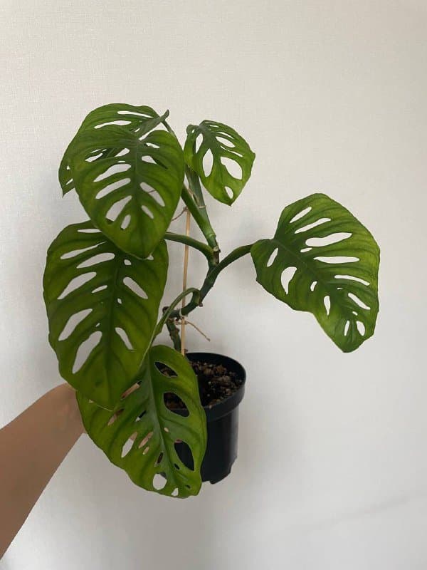 Монстера, Аглаонема Сильвер Квин, Монстера манки, Алоказия 6
