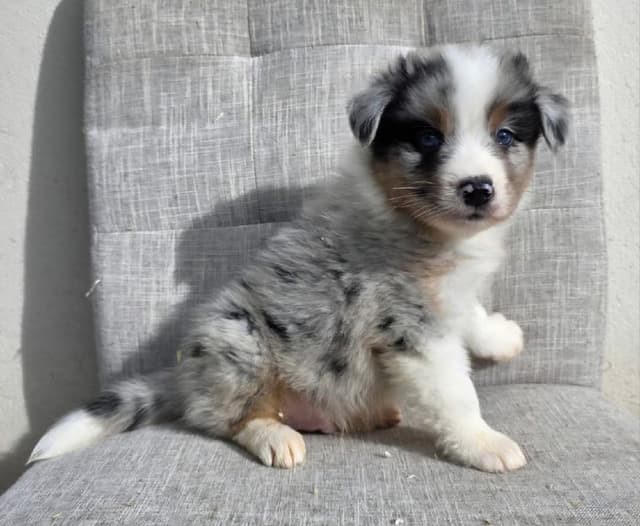 Щенок австралийской овчарки кобель 3 месяца