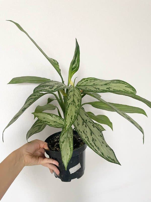 Монстера, Аглаонема Сильвер Квин, Монстера манки, Алоказия 4