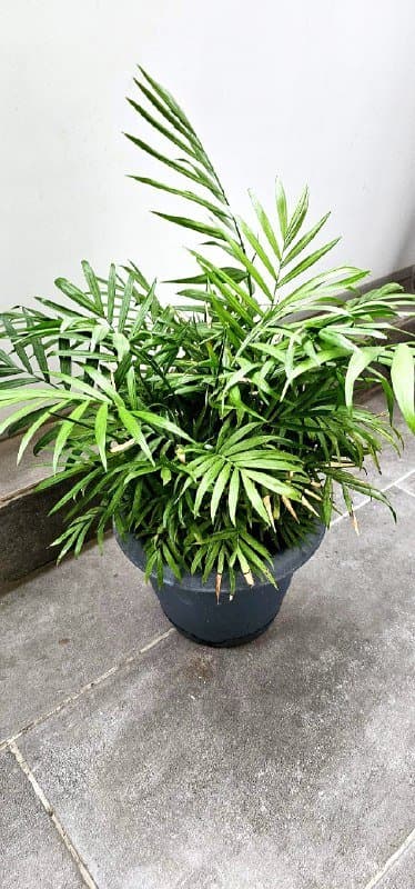 Хамедорея (бамбуковая пальма) 35 см