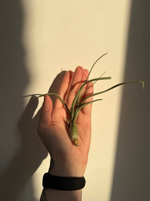 Тилландсия Псевдобали