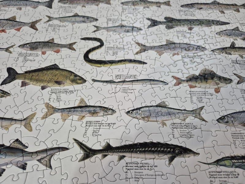 Пазл Eurographics Freshwater fish 1000 элементов 3