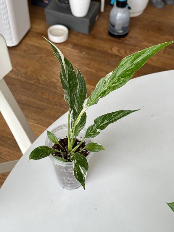 Излишки комнатных растений 7