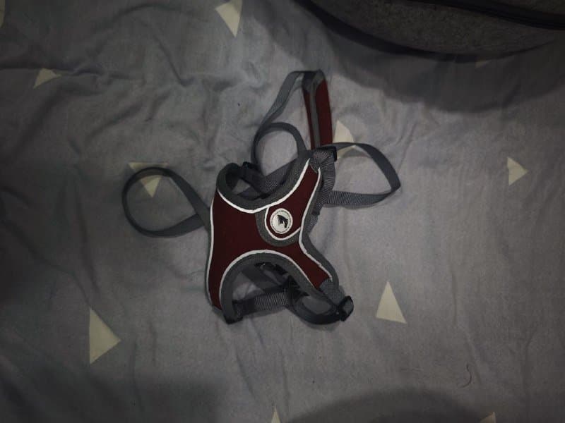 Домик для кошек, шлейка размера М 4