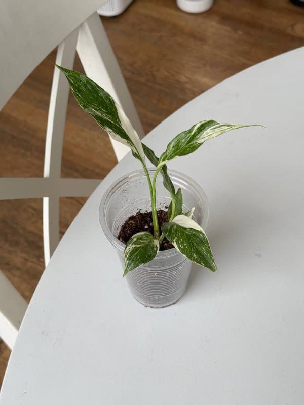 Излишки комнатных растений 6