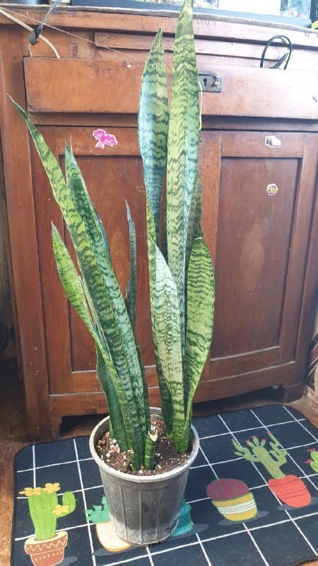 Хлорофитум, Сансевиерия 4