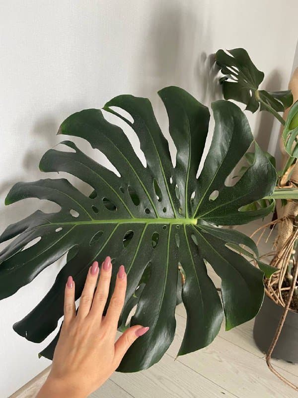 Монстера, Аглаонема Сильвер Квин, Монстера манки, Алоказия 1