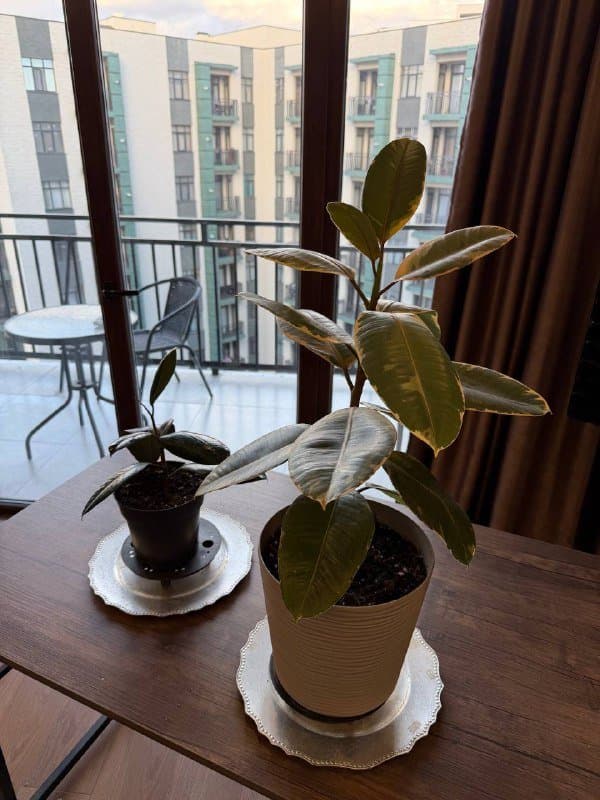 Стол, компьютерный стул, два фикуса с землей 5